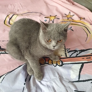 BKH Katerchen Lilac