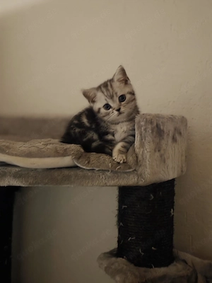 noch 1 süßer BKH Kater sucht sein zu Hause
