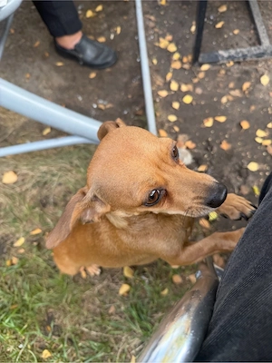 Chihuahua-Dackel-Mix, 2 Jahre & 4 Monate alt