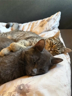 Britisch Kurzhaar katzen