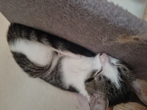  Mimi sucht ein neues Zuhause 