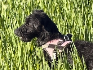 Bezaubernde kleine Wegbegleiterin sucht Herzensmenschen: Verspielte Terrier-Pudel-Mix Hündin