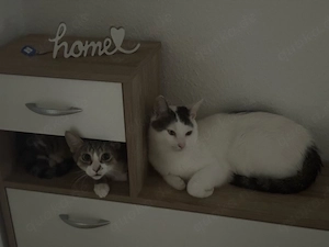 Verkaufe meine beiden Katzen (1 Kater, 1 Katze)