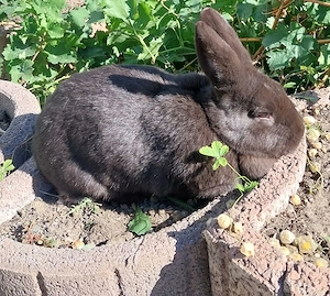 Havana Hase zu verschenken 