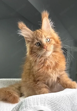 Verspielte Maine-Coon-Kätzchen