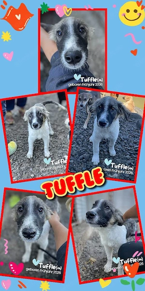 bezaubernder, fröhlicher, hübscher Welpenjunge "Tuffle" sucht ein liebevolles Zuhause