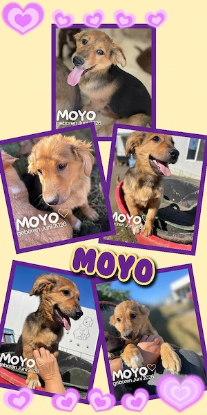 kleiner, fröhlicher, wunderschöner, menschenbezogener Welpenjunge "Moyo" sucht ein Zuhause