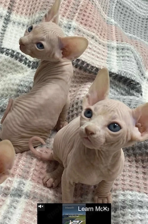 Sphynx Katzen