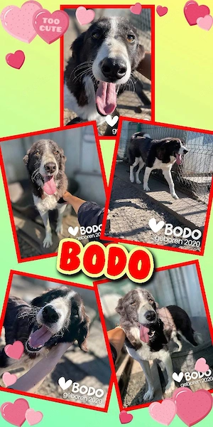 sanfter, lieber, menschenbezogener, bildhübscher Rüde "Bodo" sucht ein Zuhause