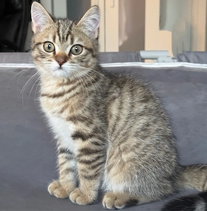 Wunderschöne BKH Kitten in Golden Tabby   2 Weibchen & 1 Männchen abgabebereit!