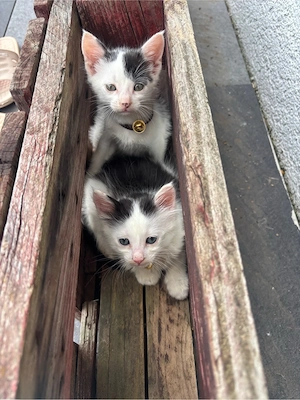Baby Katzen nur Zusammen abzugeben.