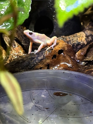 Dendrobates auratus  Albino  1.1 inkl. Terrarium, Bepflanzung
