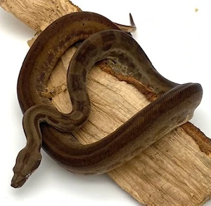 Boa Constrictor Imperator