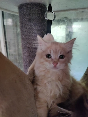 Norweger Mix Kater 