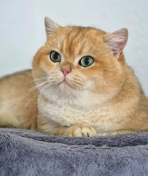 Wunderschöne Britisch Kurzhaar Kitten suchen ein liebevolles Zuhause! 