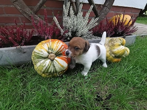 Jack Russell tricolor Welpen 