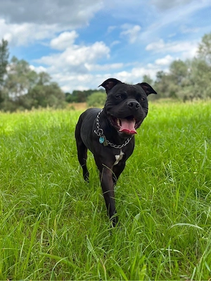 chino sucht ein neues zuhause 