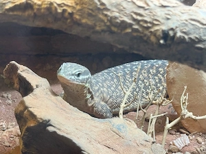 Stachelschwanzwarane Pärchen | Varanus acanthurus 1.1