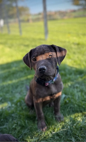 Rottweiler x Americanbully, Pitbull mix abgabebreit