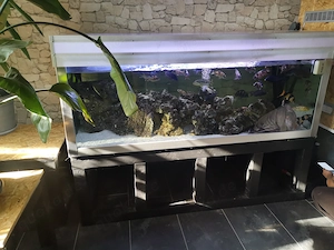 Aquarium mit Besatzung und Filter