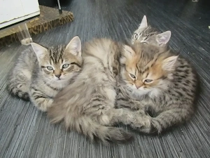Katzen-Babys BLH bald abgabebereit aus Pforzheim 