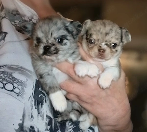 Reinrassige Chihuahua welpen lang haar Mädchen und Jungen 