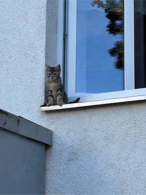 Kleiner Kater sucht liebevolles Zuhause 
