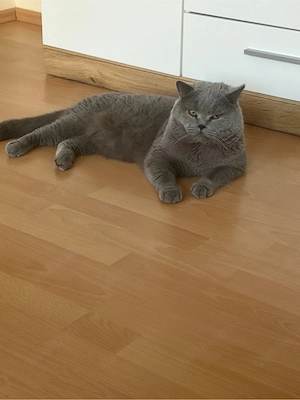 BKH Reinrosig sucht neue zuhause .