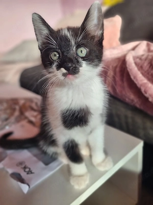    Kleiner Kater sucht liebevolles Zuhause   