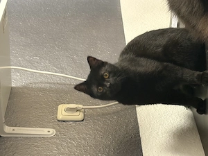 EKH Kater jung