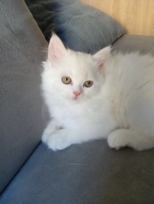 BKH Kitten 12 Wochen sucht neues Zuhause 