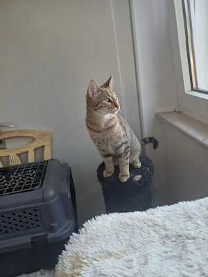 Es ist nur ein Bengal Siam Katerchen. 