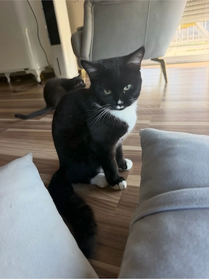 BKH katze abgzugeben 