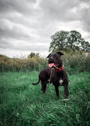    Cane-Corso-Mix-Hündin sucht ein liebevolles Zuhause   