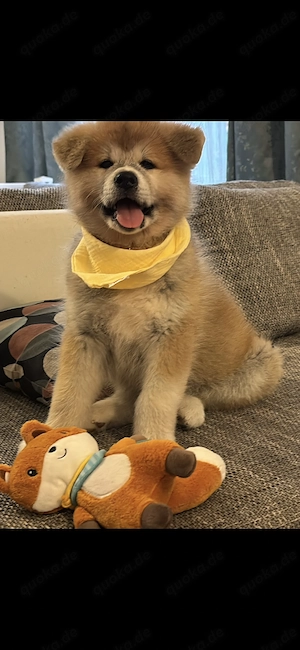 Japan Akita Inu Welpen aus exklusiver VDH- Japan Akita  Club e.V.-Zucht   
