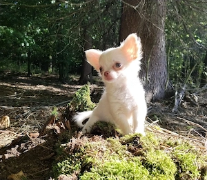Auszugsbereit: Typvolle robuste Chihuahua Welpen Hündin Creme-weiß Kinderlieb Familienhund