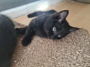 2 Kater Kitten 