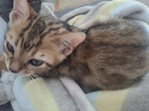 Bengalkitten 