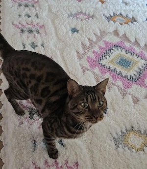 Bengal Kater 2 Jahre sucht neues Heim