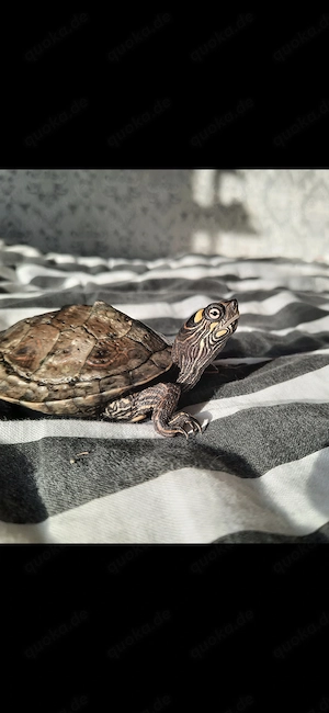 !!dringend abzugeben wegen Umzug: Höckerschildkröte & Saugwels