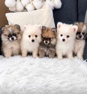 pomeranian zwergspitz