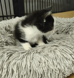 2 Katerchen abzugeben, Kater  Bild 3