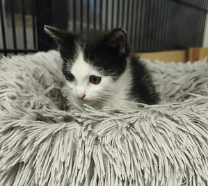 1 Katerchen abzugeben, Kater 