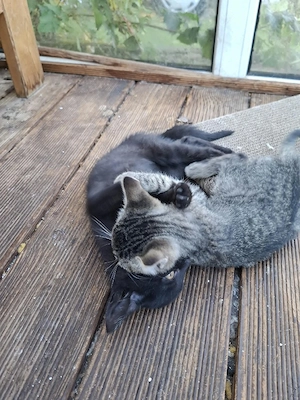Zwei Ehk Kitten suchen ein Zuhause