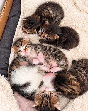     Maine Coon Mix Kitten 