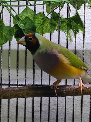 Gouldamadine Orange Kopf Henne 