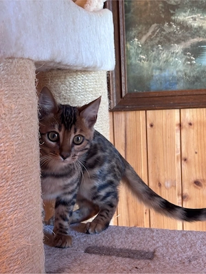 4 Bengal Kätzchen (3Monate)
