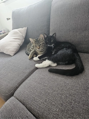 kater abzugeben 