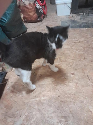 Europäische kurz haar Katze Dringend 