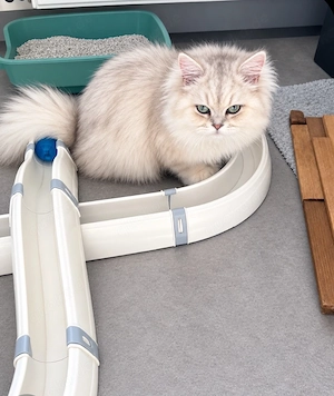 BKH Kitten   Weißer Kater & Goldenes Mädchen     